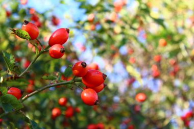 Yazın gül kalçalar.