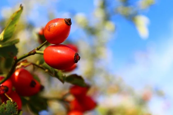 Rosa Mosqueta Verano —  Fotos de Stock