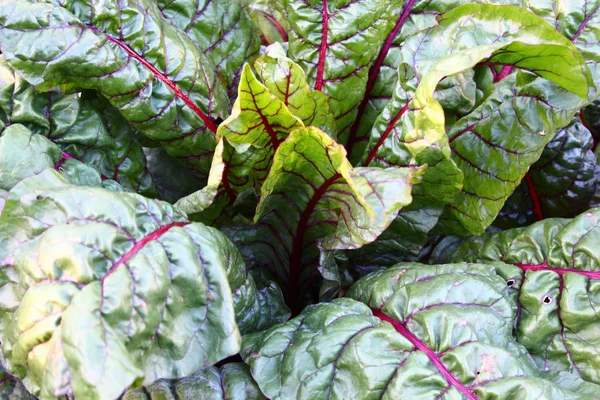 Colorful Chard Garden — Stock Photo, Image