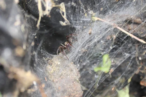 Große Hausspinne Spinnennetz — Stockfoto