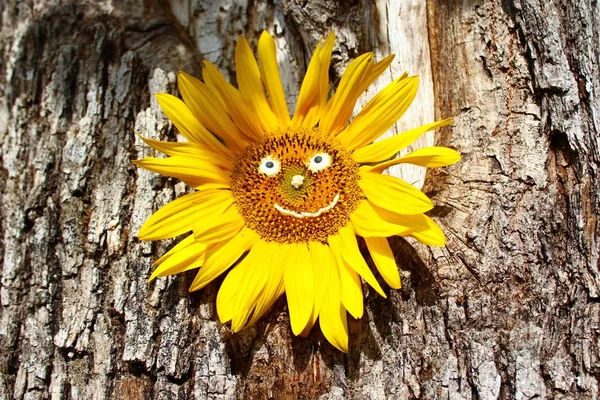 Sonnenblume Mit Einem Gesicht Auf Einem Baum — Stockfoto