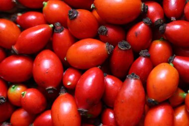 birçok kırmızı olgun gül kalça