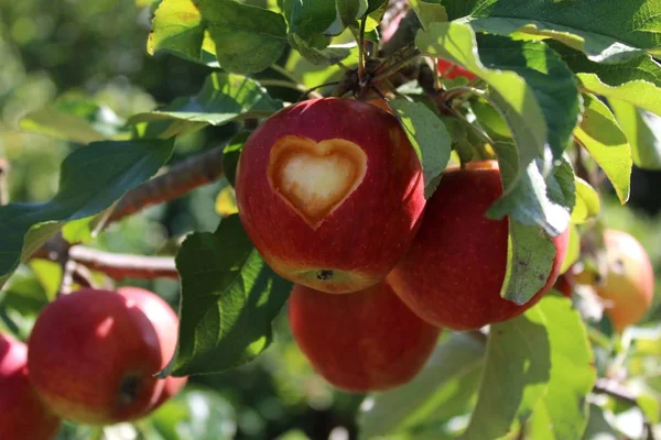 apple with a carved heart on the apple tree