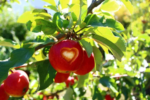 apple with a carved heart on the apple tree