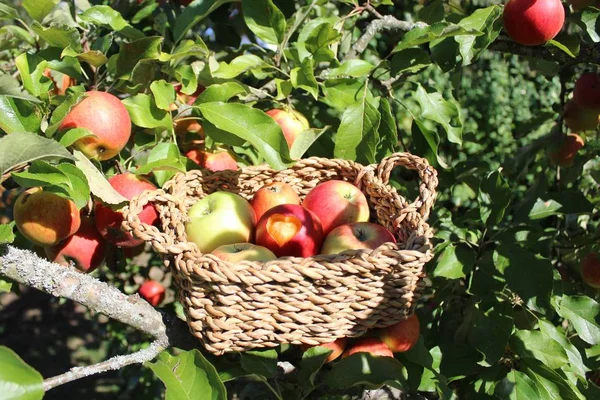 Äpple Med Ett Hjärta Korg Med Andra Äpplen — Stockfoto