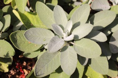 Bahçede sağlıklı adaçayı