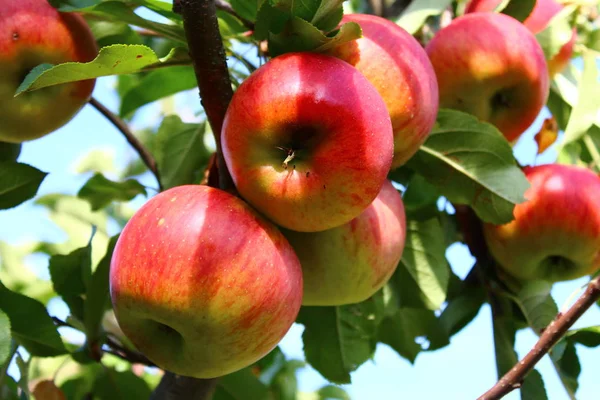 Mogna Äpplen Äppelträdet — Stockfoto