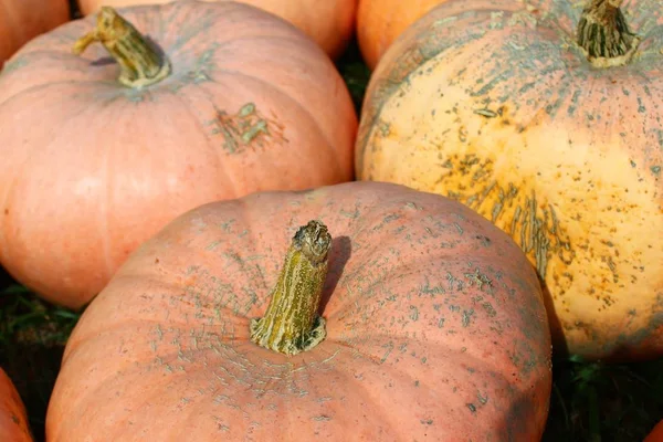 Viele Große Kürbisse Herbst — Stockfoto