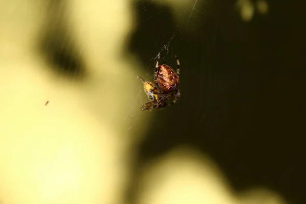 蜘蛛网中的交叉蜘蛛 — 图库照片