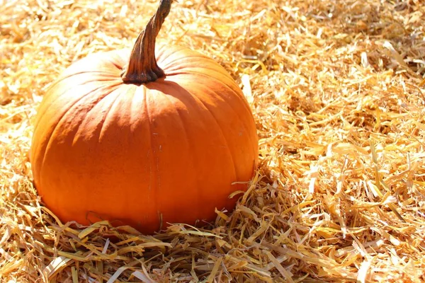 Calabaza Halloween Paja — Foto de Stock