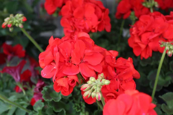 Pelargonium Webcap Kertben — Stock Fotó