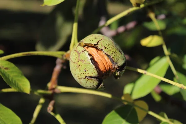 ripe walnut on a walnut tree