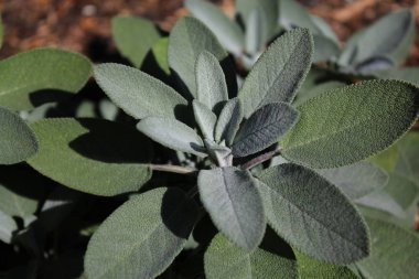 Bahçede sağlıklı adaçayı