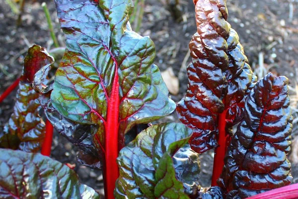 Chard Field Garden — Stock Photo, Image