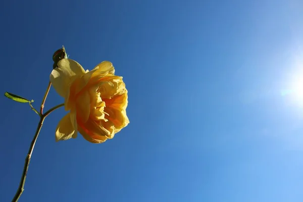 a yellow rose and the blue sky