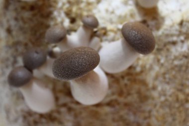 bir substrat üzerinde kral istiridye mantar