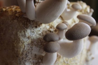 bir substrat üzerinde kral istiridye mantar