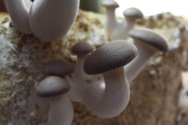 bir substrat üzerinde kral istiridye mantar