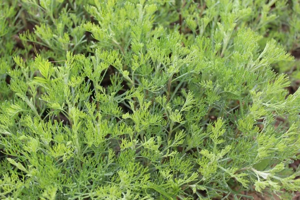 Bahçede Delikanlı Sevgisi — Stok fotoğraf