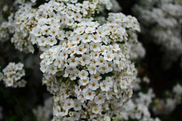 Białe Kwiaty Wiosną — Zdjęcie stockowe