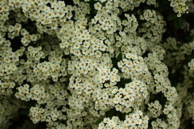 Baharda beyaz çiçekler açar.