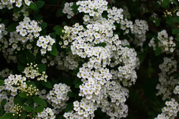 Białe Kwiaty Wiosną — Zdjęcie stockowe