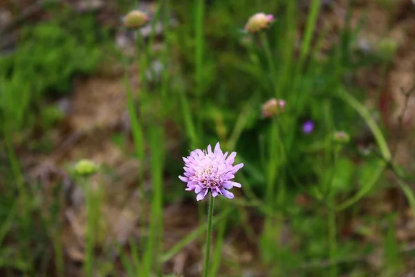 Rosa Gitana Naturaleza — Foto de Stock