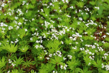 Ormandaki ağaçkakan tarlası.