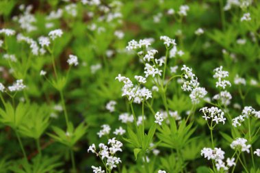 Ormandaki ağaçkakan tarlası.