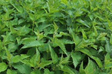 Ormanda bir sürü ısırgan otu var.