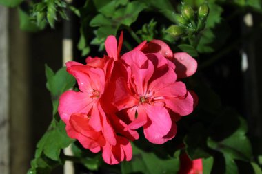 Pelargonyum ağ kapağı bahçede