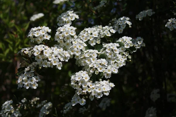 Flores Brancas Após Chuva — Fotografia de Stock