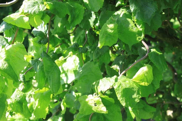 Les Fleurs Saule Avec Les Feuilles — Photo