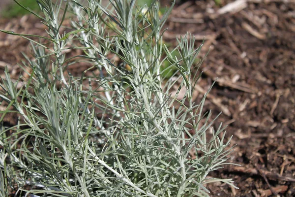 Rosmarino Aromatico Giardino — Foto Stock