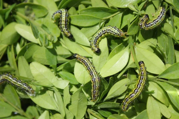 kutu ağaç güvesi tarafından zarar gören kutu