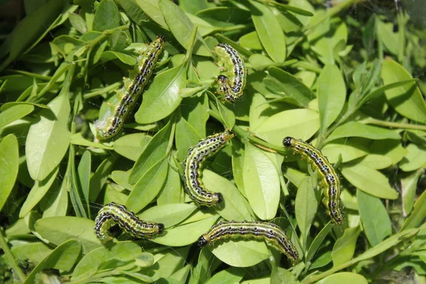 Låda Skadad Låda Träd Moth — Stockfoto