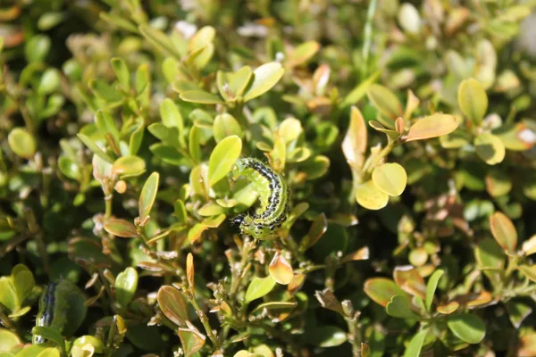 Låda Skadad Låda Träd Moth — Stockfoto