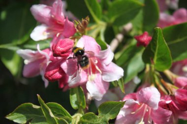 Güzel Weigela bahçede