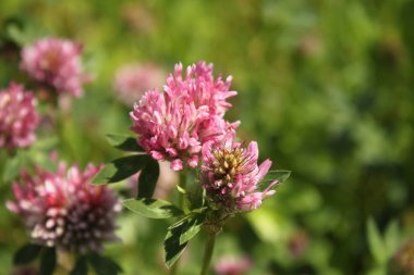 çayır yabani yonca