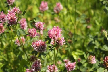 çayır yabani yonca