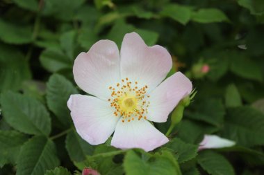 Beyaz köpek doğada yükseldi