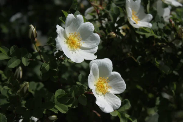 White Dog Rose Nature — Stock Photo, Image