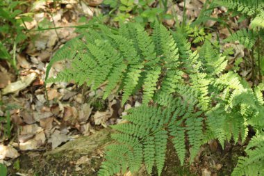 Bahçede çiçek açan eğreltiotu