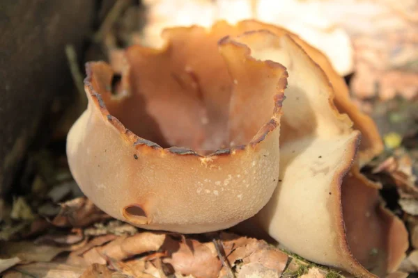 Champignons Bruns Dans Forêt — Photo