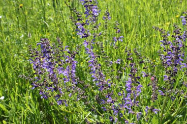 çayır adaçayı bir alan