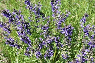 çayır adaçayı bir alan