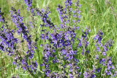 çayır adaçayı bir alan