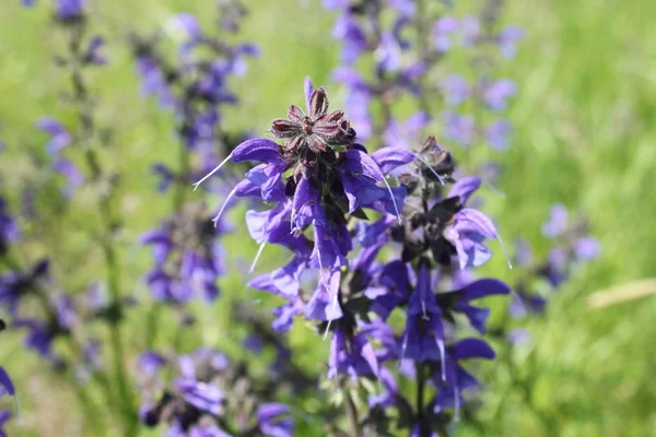 Ett Fält Ängs Salvia — Stockfoto