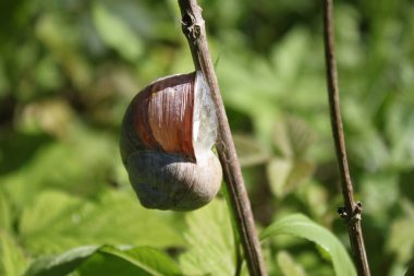 ormanda bağ SALYANGOZ