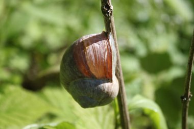 ormanda bağ SALYANGOZ